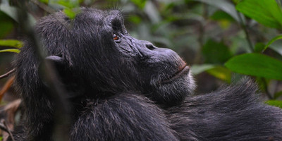 4 days gorilla and chimp tracking safari - Photo 4