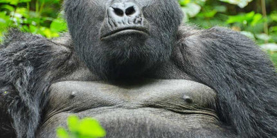 4 days gorilla and chimp tracking safari - Photo 8