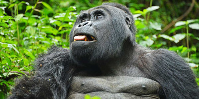 4 days gorilla and chimp tracking safari - Photo 9