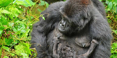 4 days gorilla and chimp tracking safari - Photo 2