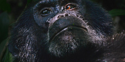 4 days gorilla and chimp tracking safari - Photo 11