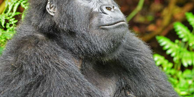 Gorilla tour in uganda - Photo 9