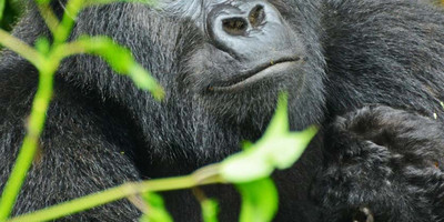 Gorilla tour in uganda - Photo 6