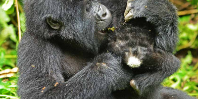 Gorilla tour in uganda - Photo 7