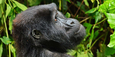 Gorilla tour in uganda - Photo 11