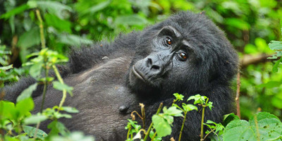 Gorilla tour in uganda - Photo 8