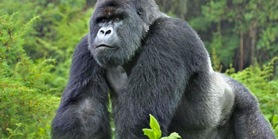 Gorilla tour in uganda - Photo 1