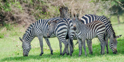 Gorilla tour in uganda - Photo 29
