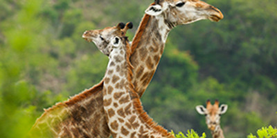 Gorilla tour in uganda - Photo 24