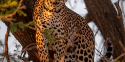 4 days high-end tanzania safari - Photo 3