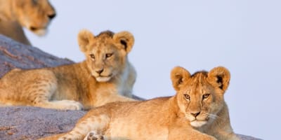 4 days high-end tanzania safari - Photo 2
