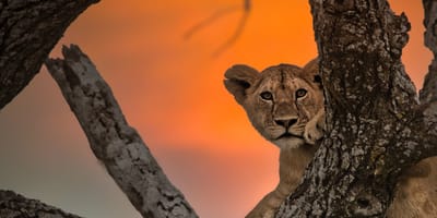 4 days high-end tanzania safari - Photo 1