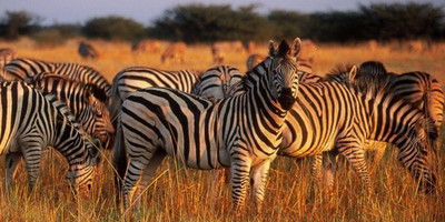 4 days maasai mara - Photo 2