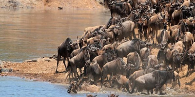 5 days masai mara wildebeest migration safari packages - Photo 10