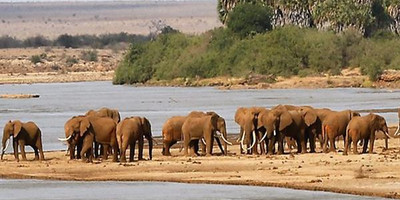 5 days masai mara wildebeest migration safari packages - Photo 8