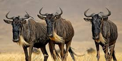 6 days masai mara wildebeest migration safari holiday - Photo 7