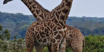 4 days mid-range safari tour - Photo 9