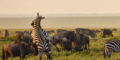 4 days mid-range safari tour - Photo 8