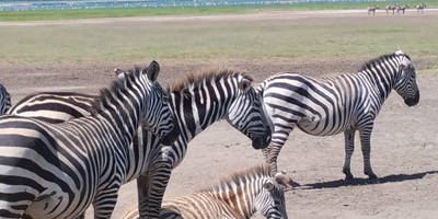 4 days mid-range safari tour - Photo 10