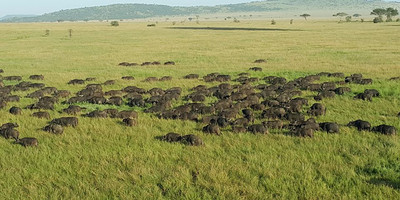 4-day private safari itinerary: tarangire, ngorongoro crater, and southern serengeti (ndutu area) for 2 adults and 1 child (3.5 years old) - Photo 4