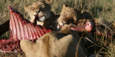 4-day private safari itinerary: tarangire, ngorongoro crater, and southern serengeti (ndutu area) for 2 adults and 1 child (3.5 years old) - Photo 5