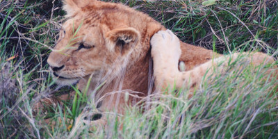 4 days safari tarangire national park, ngorongoro crater, serengeti national park - Photo 10