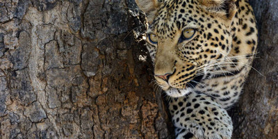 4 days tanzania adventure safari - Photo 8