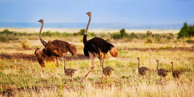 4 day tanzania classic safari - tarangire, serengeti & ngorongoro crater - Photo 10