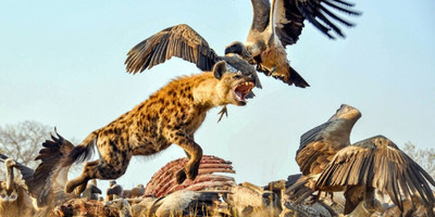 4 day tanzania classic safari - tarangire, serengeti & ngorongoro crater - Photo 12