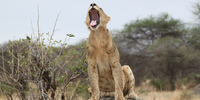 4 days tanzania private safari - Photo 6