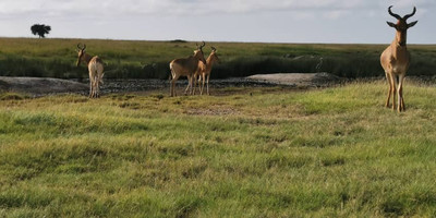 4days /3night selous game reserve - Photo 4