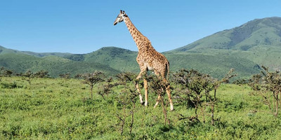 4days /3night selous game reserve - Photo 3