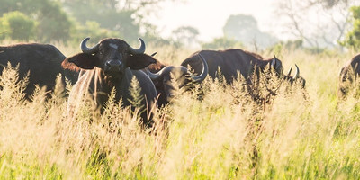 4days budget camping private safari: lake manyara, serengeti & ngorongoro - Photo 3