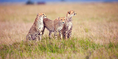 4days budget camping private safari: lake manyara, serengeti & ngorongoro - Photo 1