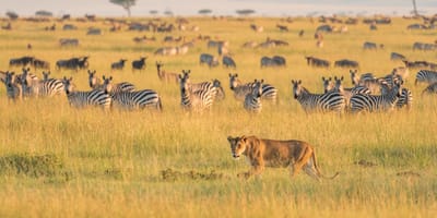 5-day comfort safari experience - Photo 3