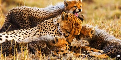 5-day comfort safari experience - Photo 2