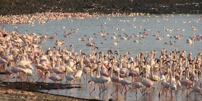 5-day comfort safari experience - Photo 1