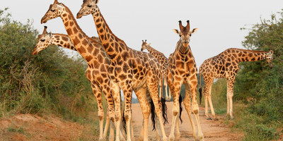 5 day family wilderness safari - Photo 2