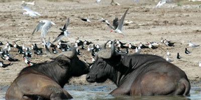 5 day family wilderness safari - Photo 4