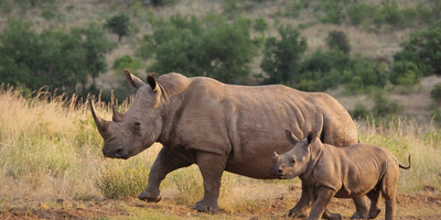 5-day serengeti wildebeest migration camping expedition - Photo 5