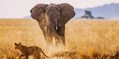 5-day serengeti wildebeest migration camping expedition - Photo 6