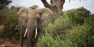 5 day shared group safari from zanzibar - Photo 6