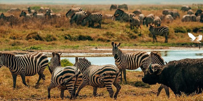 5 day shared group safari from zanzibar - Photo 7