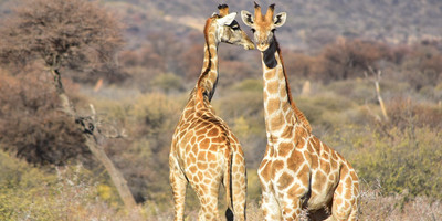 5-day tanzania camping safari - Photo 11