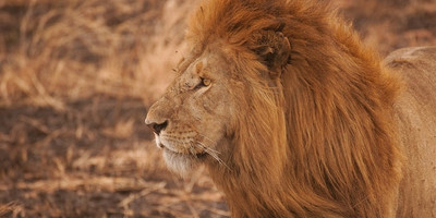 5-day tanzania camping safari - Photo 8