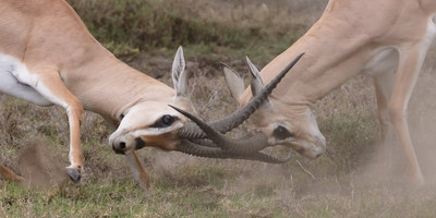 5-day tanzania camping safari - Photo 5