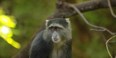 5 days / 4 nights safari - mid range - Photo 1