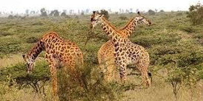 5 days 4 nights aberdares, naivasha , masai mara - Photo 1