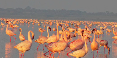 5 days / 4 nights safari - mid range - Photo 5