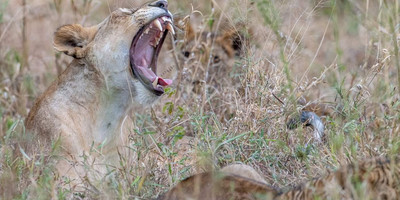5 days / 4 nights safari - mid range - Photo 4